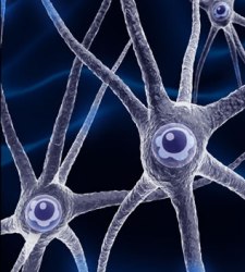 la regeneración de las neuronas