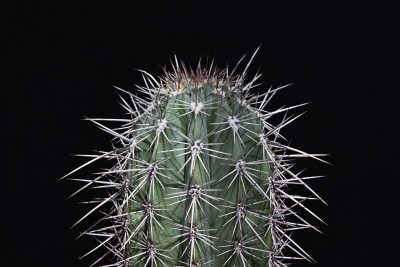 cactus-733376_1280